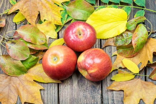 Some red ripe apples ranet on the wooden natural background. Autumn colorfulness, harvest concept.
