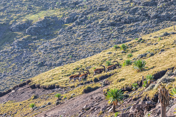 Group of Walia Ibex in the Ethiopian highlands - obrazy, fototapety, plakaty