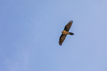 Fototapeta na wymiar Bearded vulture flying above the Ethiopian highlands