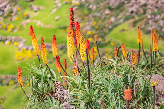 Red hot poker flowers in the Ethiopian highlands