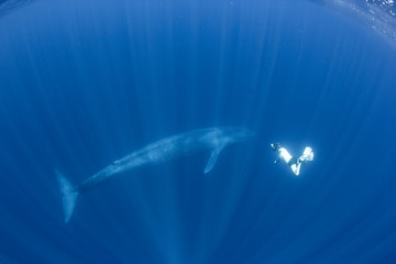 Blue whale and snorkeler