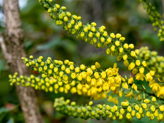 close view of yellow flower buds in winter