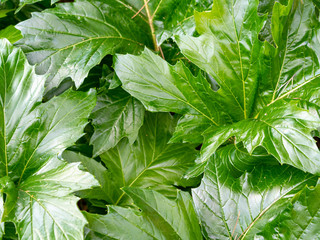 close view of green Acanthus leaves in winter in French Riviera