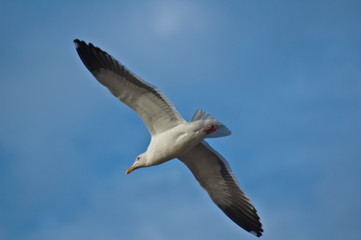 Fototapeta na wymiar Seagull in flight against a bright blue sky