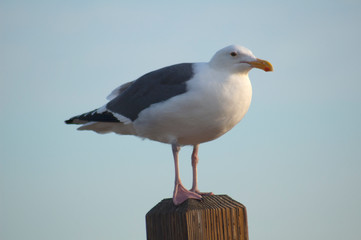 Fototapeta na wymiar Seagull perched on California pier 