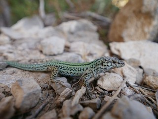 Fototapeta premium green lizard lying on the rocks in the shade