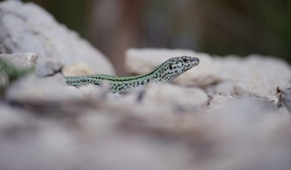 green lizard lying on the rocks in the shade