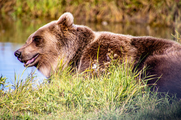 Fototapeta premium Grizzly bear patroling by his pond. Discovery Wildlife Park, Innisfill, Alberta, Canada
