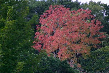 紅葉