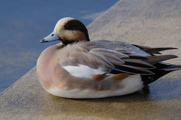 duck in water