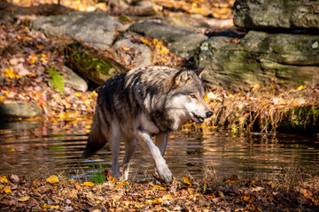 A male timber wolf stepping out of a pond that is surrounded by Autumn colored fallen leaves
