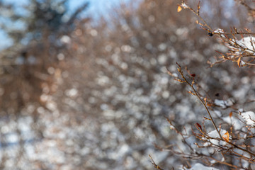 snow covered branches