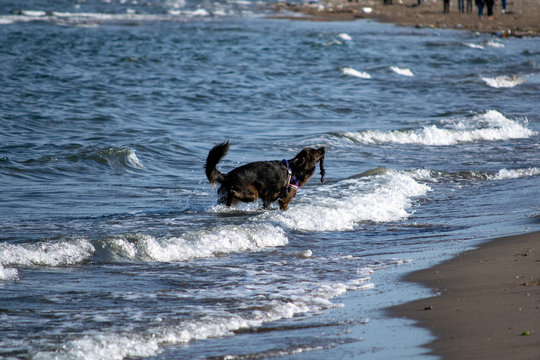 dog running on beach with a stick in the Mouth
