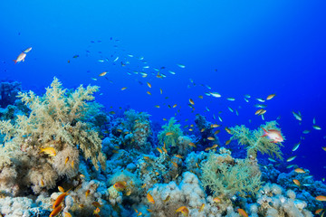 Coral Reef at the Red Sea, Egypt