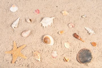 Fototapeta na wymiar Beach sand and shells