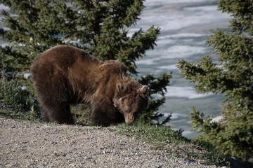 Grizzly bear in the forest and along side the road. Banff National Park, Alberta, Canada