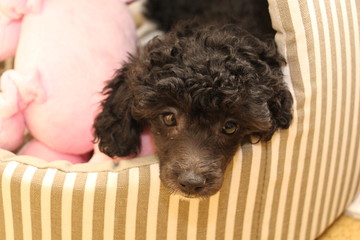 Black Small Toy Poodle Puppy