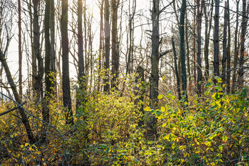 Evening sunset in the woods of Pennsylvania. 
