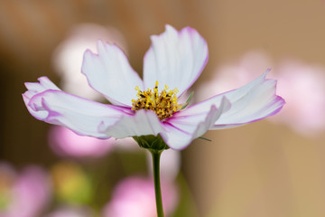 Macro of a white cosmos bipinnatus blossom with colorful bokeh background
