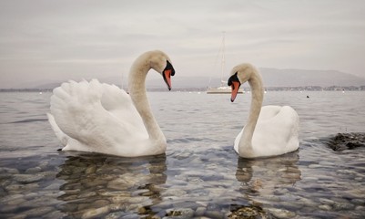 Fototapeta premium two white swans with orange beaks swimming in a crystal clear lake with stones 