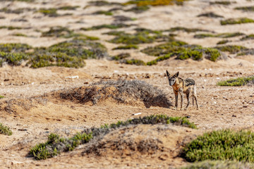Chacal dans le parc national d'Etosha en Namibie