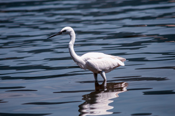 Obraz premium White Bird is trying To Find some Fresh Fish 