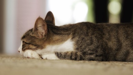 cat on sofa