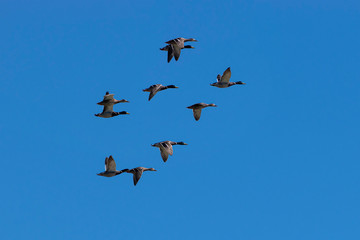 Flock of Mallard Ducks flying in blue sky