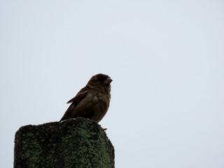 Sparrow bird in a natural environment