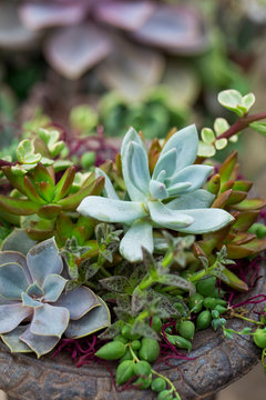 Potted plant of assorted succulents