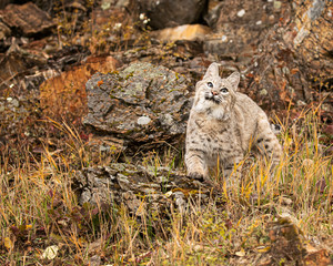 Bobcat Adult playing in the Montana Fall colors