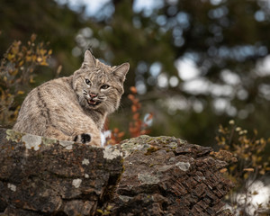 Bobcat Adult playing in the Montana Fall colors