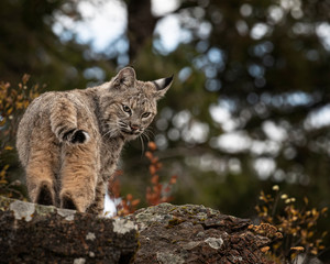 Bobcat Adult playing in the Montana Fall colors
