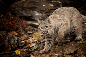 Bobcat Adult playing in the Montana Fall colors