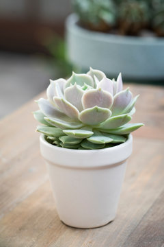 Small succulent in white pot