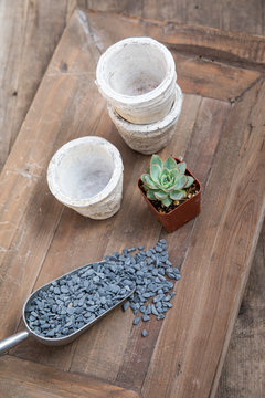 A succulent ready to be planted in pots with scoop of pebbles