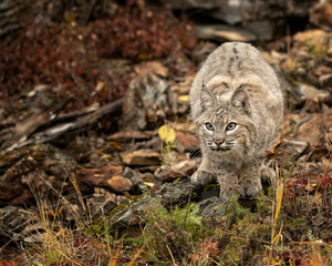 Bobcat Adult playing in the Montana Fall colors