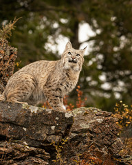 Bobcat Adult playing in the Montana Fall colors