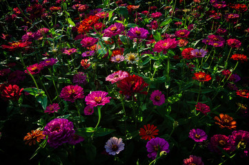 A Field of Flowers