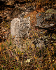 Bobcat Adult playing in the Montana Fall colors