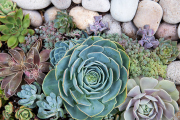 Colorful succulents planted together