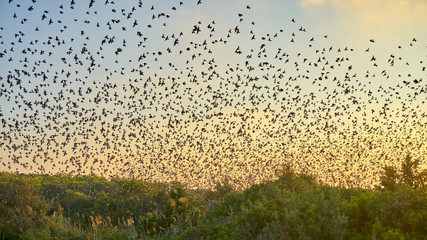 Thousands Of Migrating Birds Flying Together Above A Wetland Area At Sunset