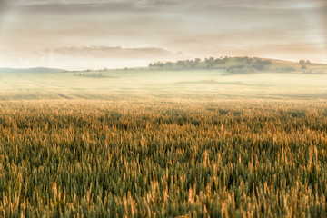 Morning landscape