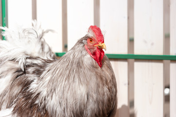 Portrait of a proud rooster on the background of the fence.