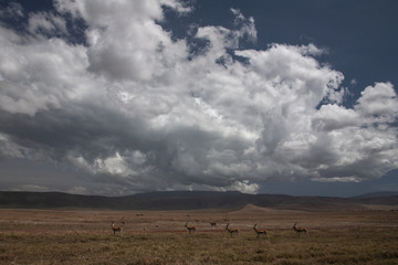 Plakat African landscape with gazelles clouds