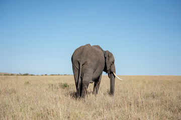 Fototapeta na wymiar Elephant at Maasai Mara in Kenya