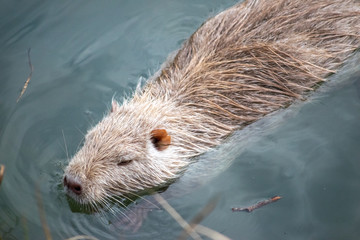 otter eating fish