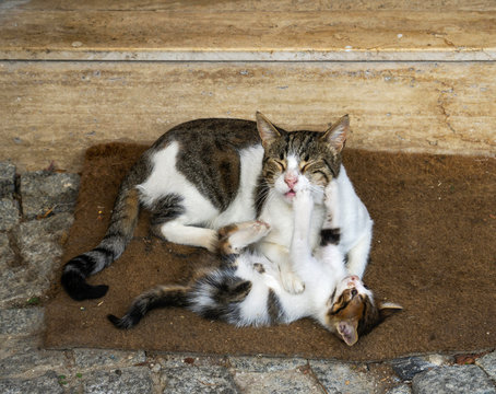 Two Cats Licking Each Other, Two Cats Playing On The Floor,