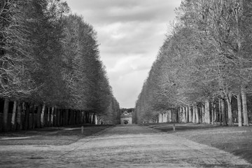 Road in the forest with a house o the street in black and white