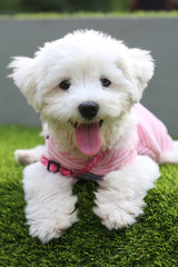 the cute bichon frisé dog